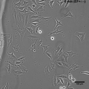 T98G microscopy